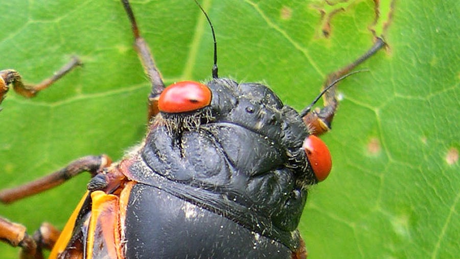 A cicada appears in Pipestem State Park in West Virginia on May 27, 2003.