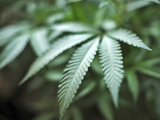 A survey of more than 250 New York college students by Syracuse University's NewsHouse School of Public Communications found that more than 90% think recreational marijuana should be legal in the state. Students are more concerned about the effects of alcohol and cigarettes on health than they are about marijuana, the survey found.