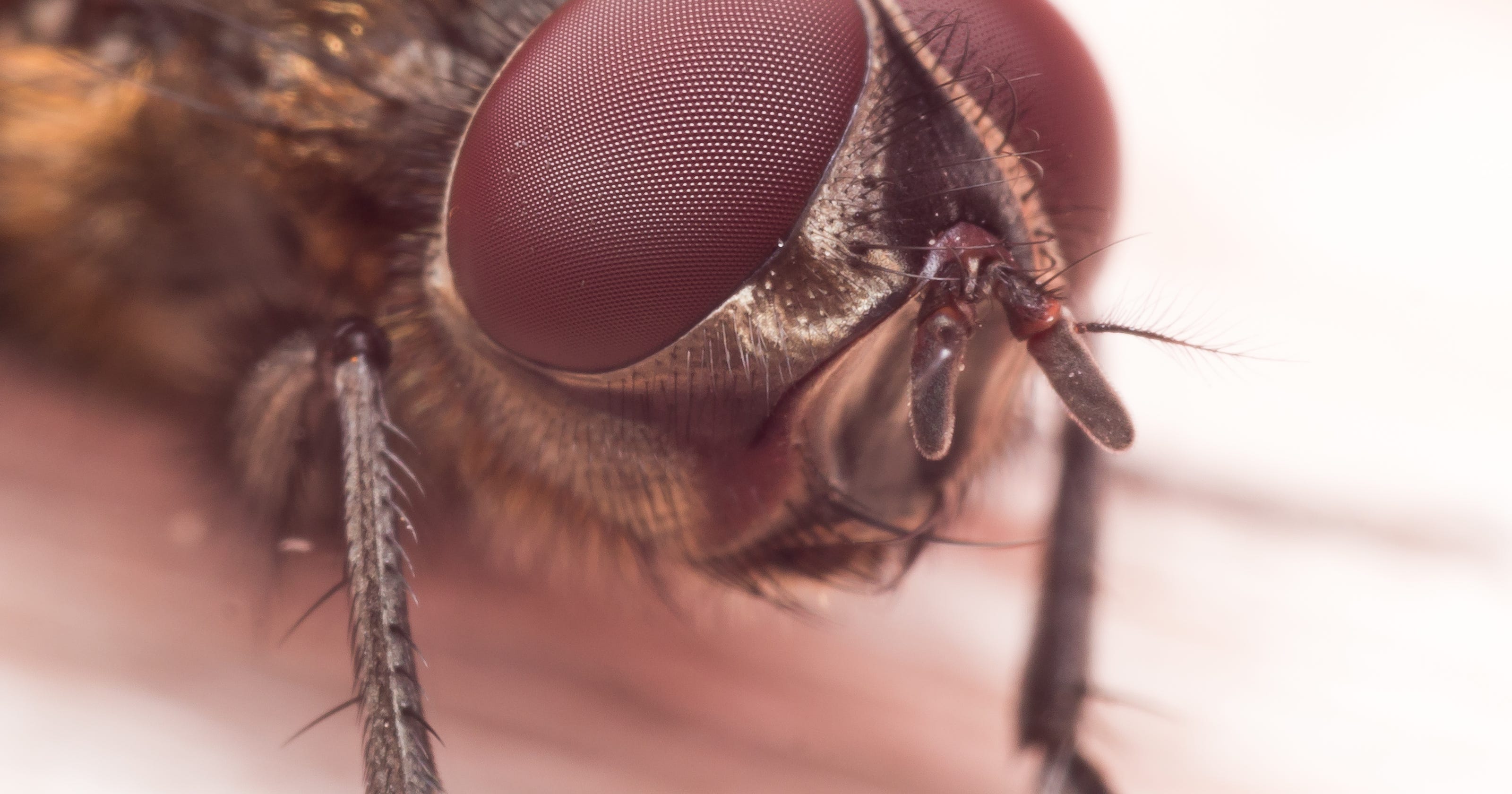 Flies that crawl into people's noses, ears infest Louisiana