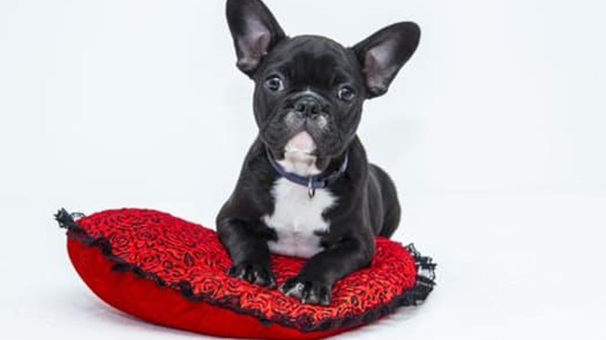 What Drug Is Used To Euthanize Dogs لم يسبق له مثيل الصور Tier3 Xyz