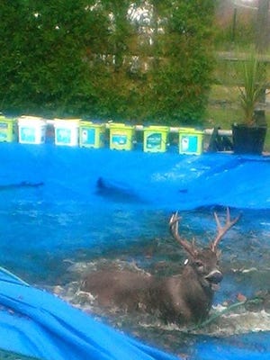 This deer went for a swim in a Green Township resident's pool. The fire department was called to the scene.