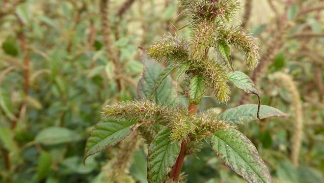 Now is the time when Palmer amaranth is going to be visible in farm fields.