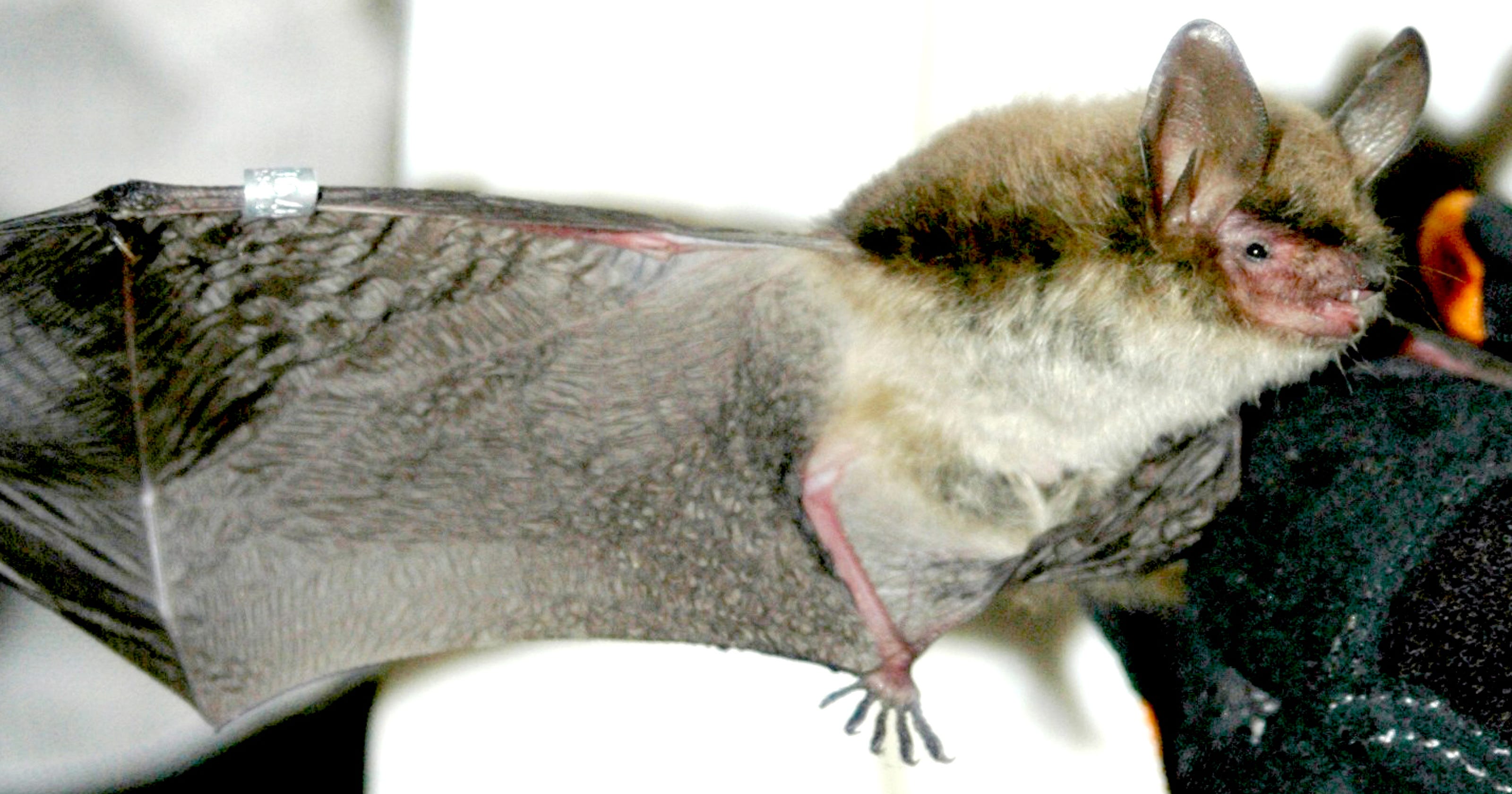 Longeared bat in Vermont