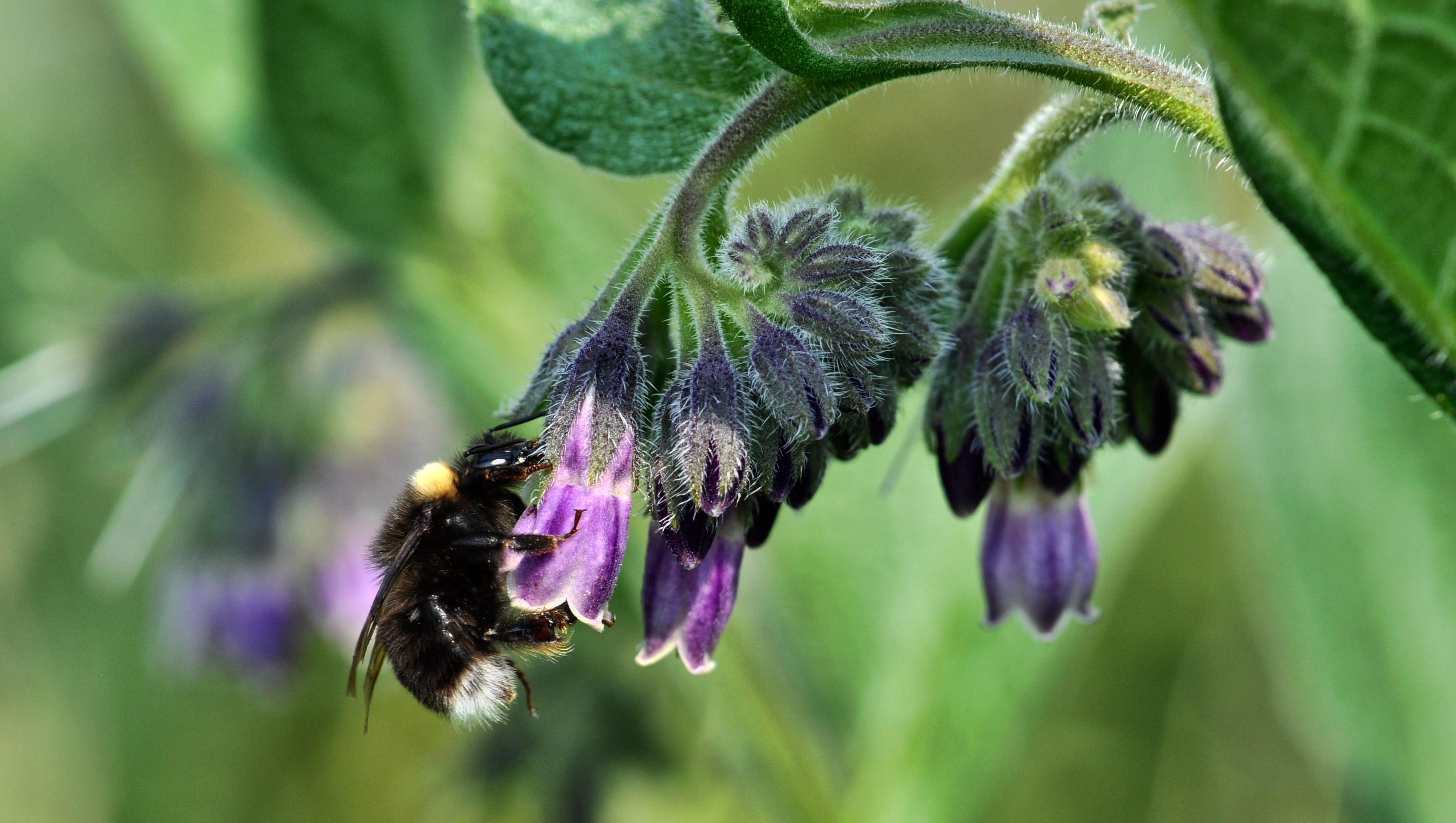 Pacific Northwest Bumblebees In Trouble