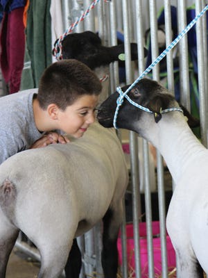 Getting to know ewe at the Wisconsin State Fair.
