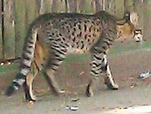Big Cat Has Detroit Neighborhood On Edge Big Cat Has Detroit Neighborhood On Edge