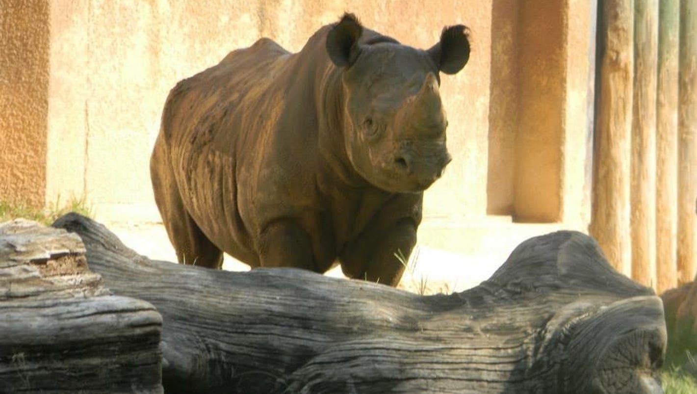 Go to Potter Park Zoo for 1