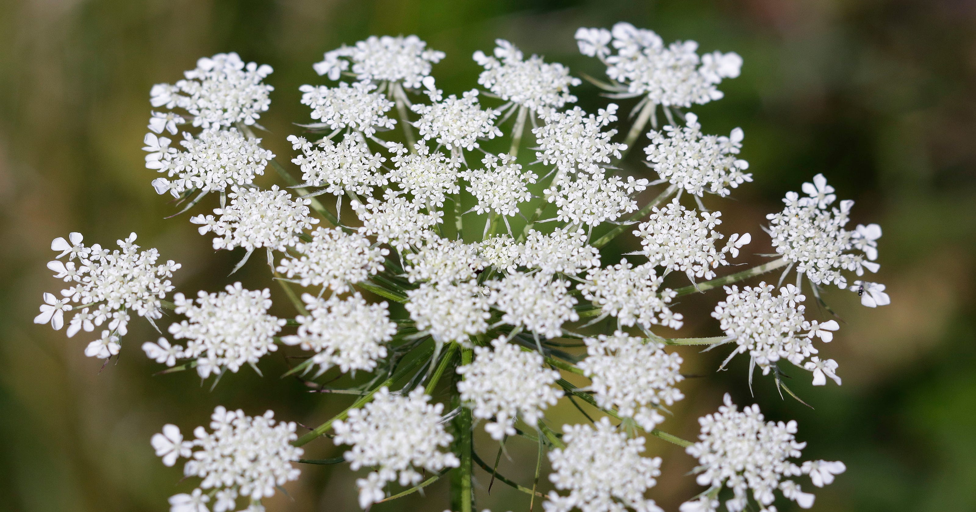 Queen Anne’s lace is difficult to eradicate