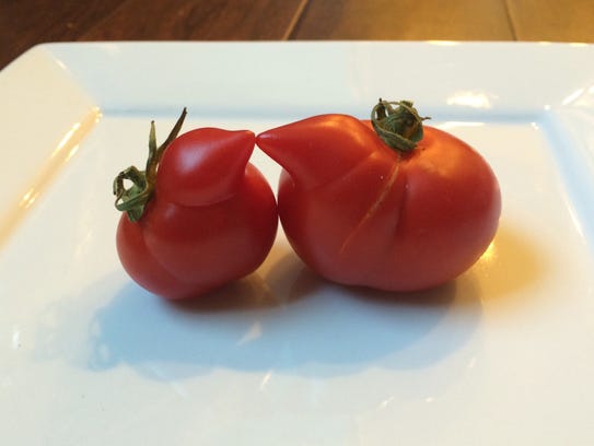 Tomatoes that look like they have noses are among the