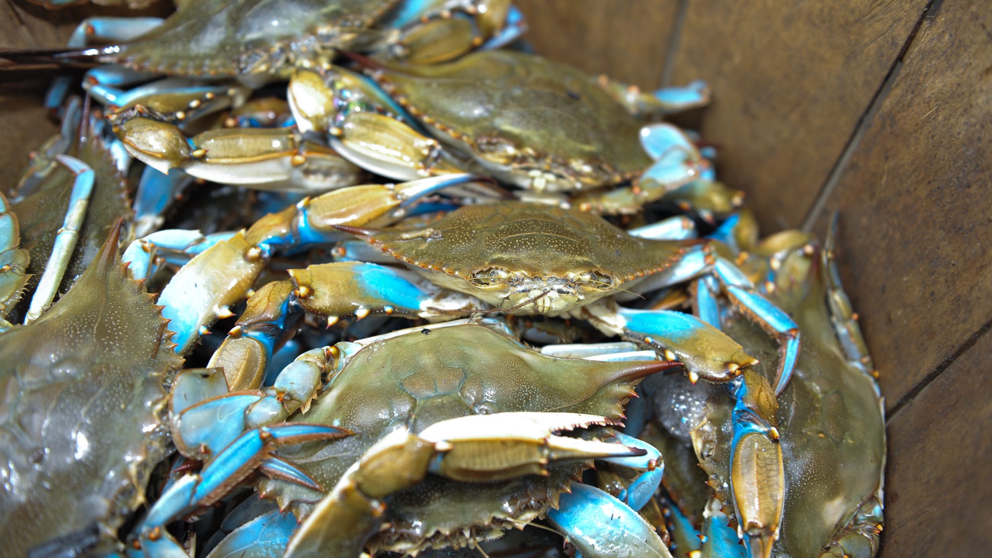 Why you'll pay over 400 for a bushel of blue crabs this summer in PA