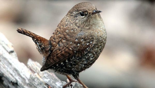 Winter wrens are tiny, energetic birds of the forest floor. Ounce for ounce, they produce more sound than a rooster!
