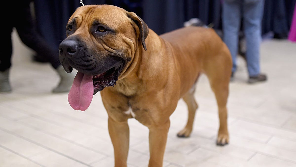 Boyle Column Sorry But Some Dog Breeds Are Dangerous