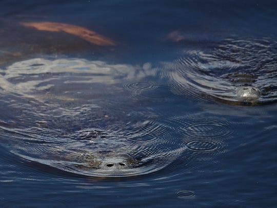 Manatees migrating earlier than usual this year