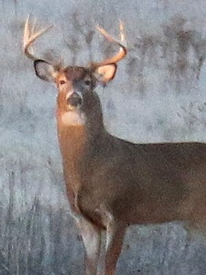 A white-tailed deer in winter.