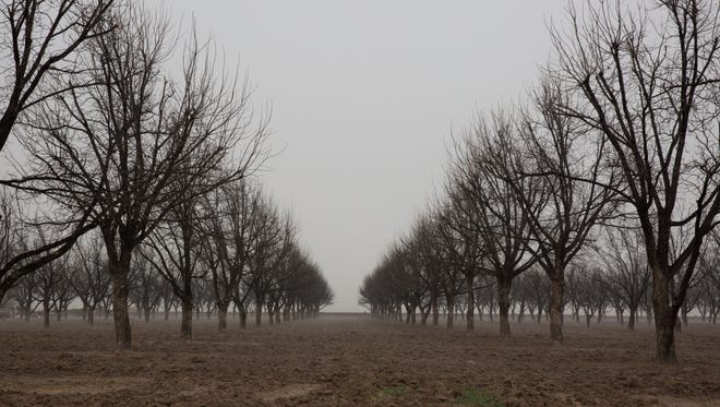 The Pecan Harvest is winding down. Pictured here are pecan trees off of Highway 28 and Addington Road, Wednesday, January 18, 2017.