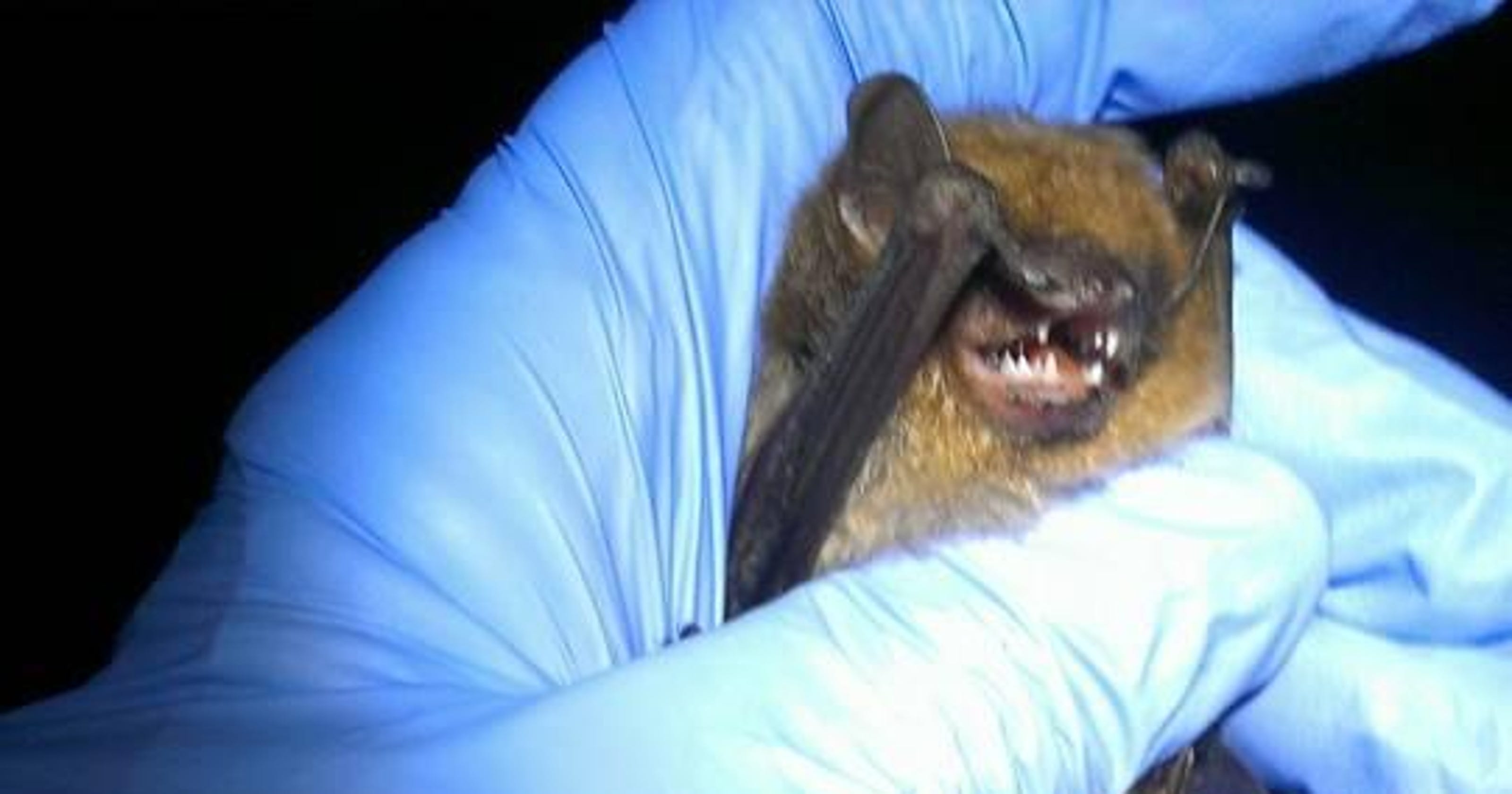 The truth about bats and rabies in the Southwest