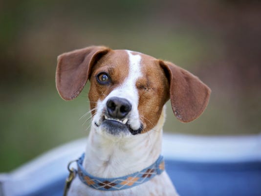 Abused dog loses eye, gains loving mom