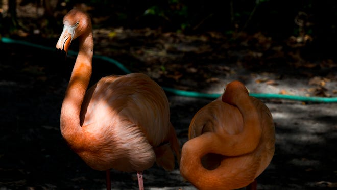 Download At 82 Everglades Wonder Gardens Named A Bonita Springs Historical Free Wallpaper At 82 Everglades Wonder Gardens Named A Bonita Springs Historical Free HD