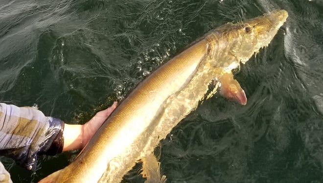 In this fall 2017 photo, a musky is released back in the water after being caught in western Minnesota.
