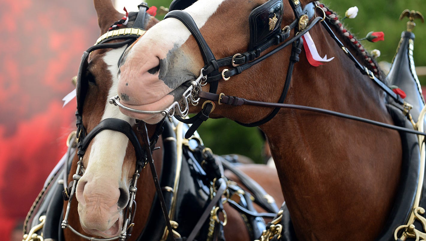 Spring break treat Clydesdales make trip to Fort Collins