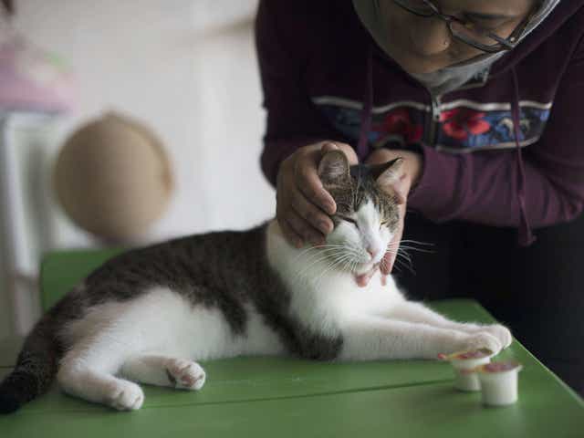 Life Is Purr Fect For Cat Adoption Cafe In Ferndale