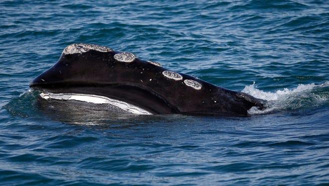 The baleen is visible on a North Atlantic right whale as it feeds on the surface of Cape Cod bay off the coast of Plymouth, Mass., on March 28, 2018. North Atlantic right whales are facing the threat of extinction within a generation, and the movement to preserve them is trying to come up with new solutions.
