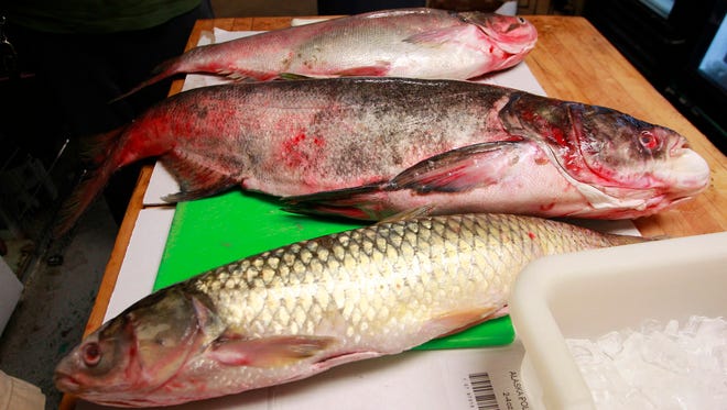 In an Aug. 2, 2012 photo, Asian carp species, from top, silver, bighead, and grass lay alongside each other prior to being prepared at Carters Fish Market in Springfield, Ill.   Scientists say grass carp have invaded three of the Great Lakes and pose a significant environmental risk. But they say there's still time to prevent them from becoming established.
