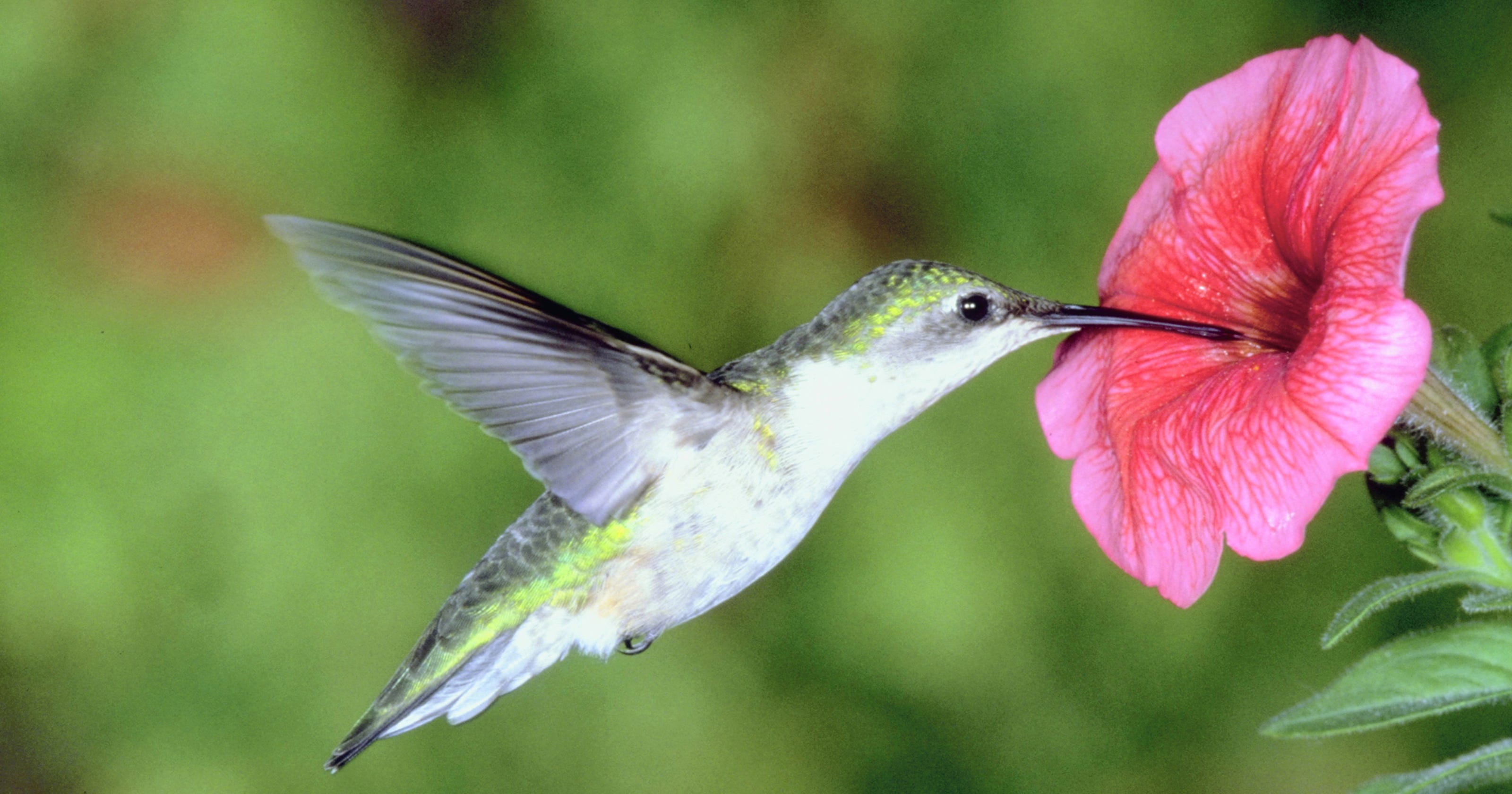 Keep your garden humming with hummingbirds
