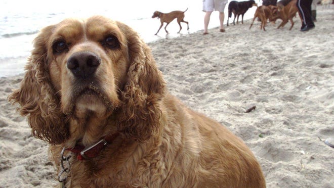 Monmouth County Parks adopted a compromise to share the beach at Fisherman’s Cove in Manasquan with dogs. A dog is seen at Fisherman’s Cove in this 2002 file photo.
