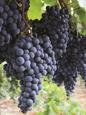 
The Petite Sirah grape showed up in California in the late 1800s.
