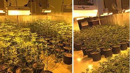 An illegal marijuana grow was discovered at a Cathedral City home on Date Palm Drive. Authorities confiscated 1,200 plants.