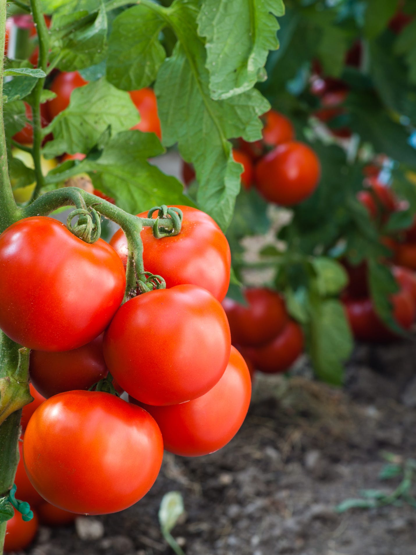How To Grow Tomatoes In Kentucky Tips And Tricks For The Summer