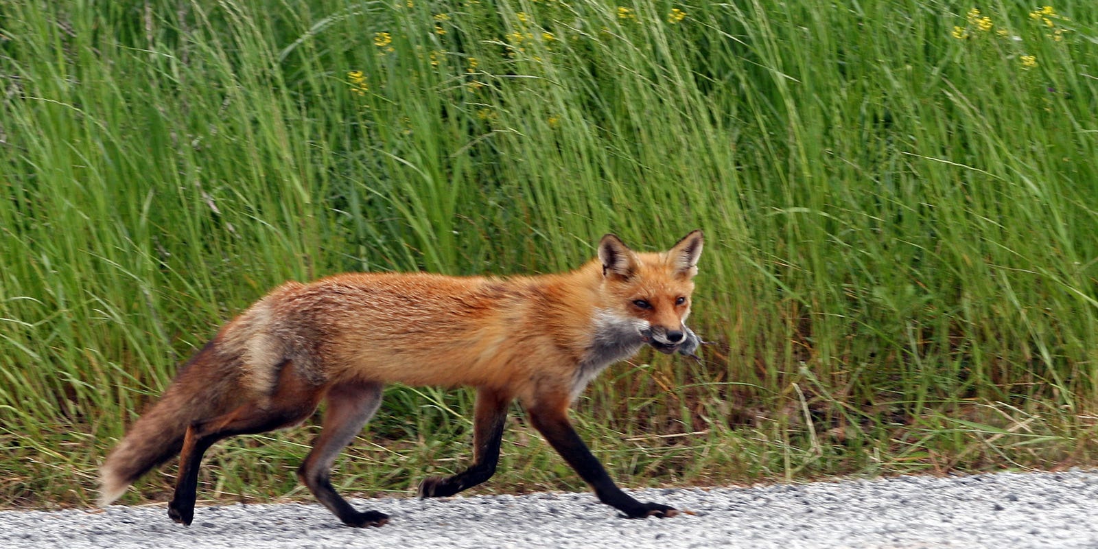 Glen Ridge NJ advises euthanized red fox tested positive for rabies