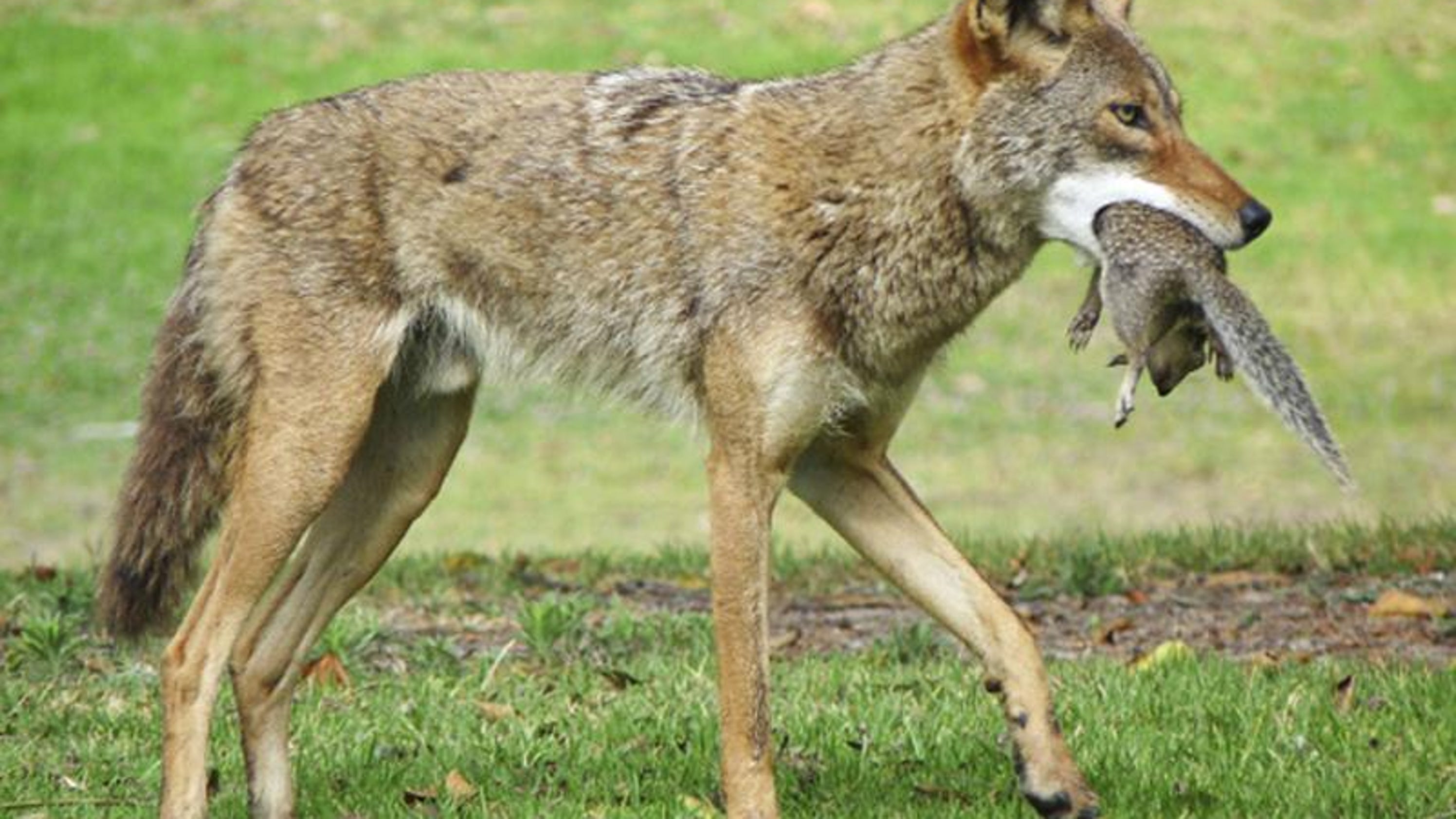 Coyote Deer’s top predator in region