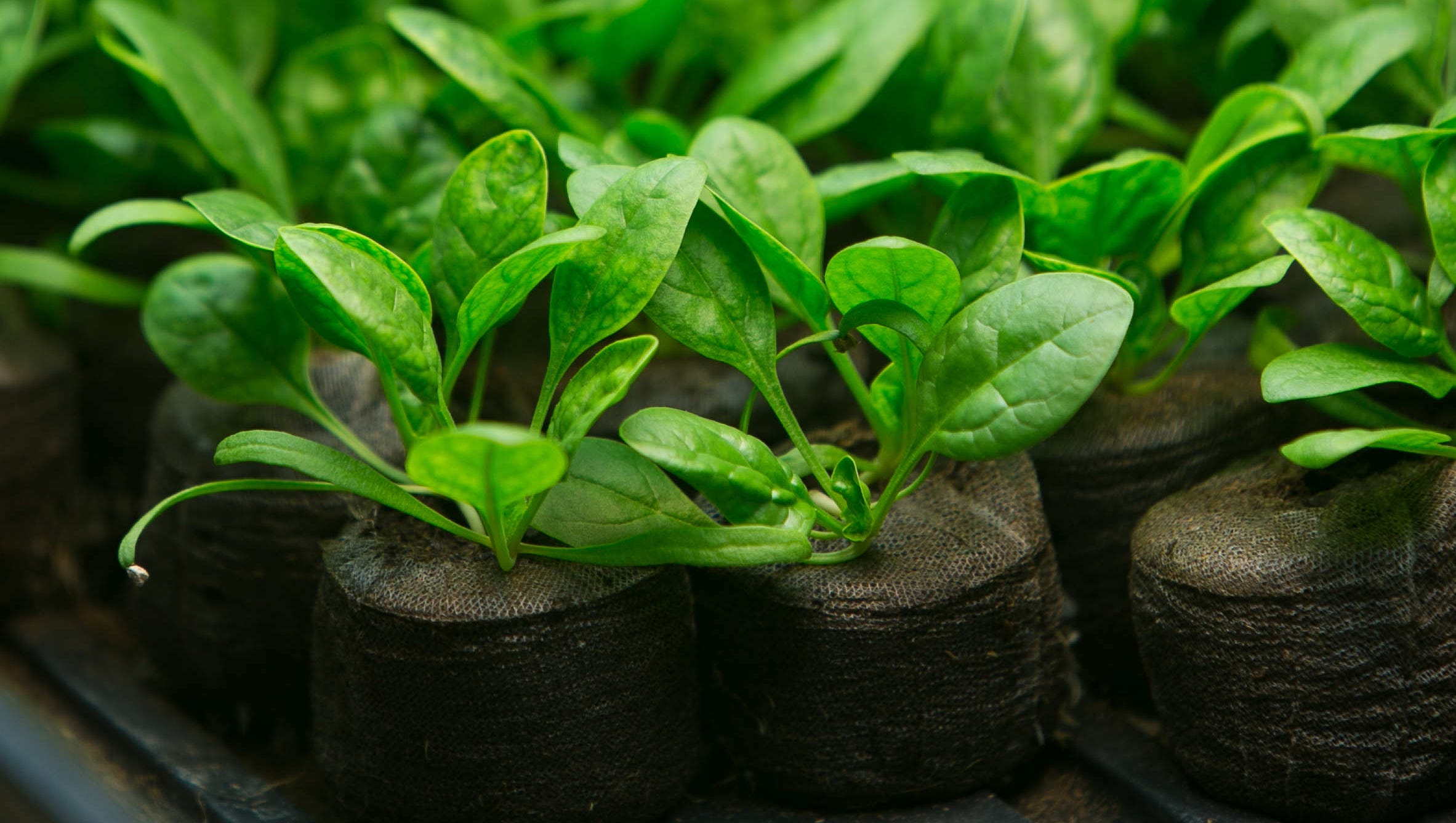 When plants scream, charter school student listens
