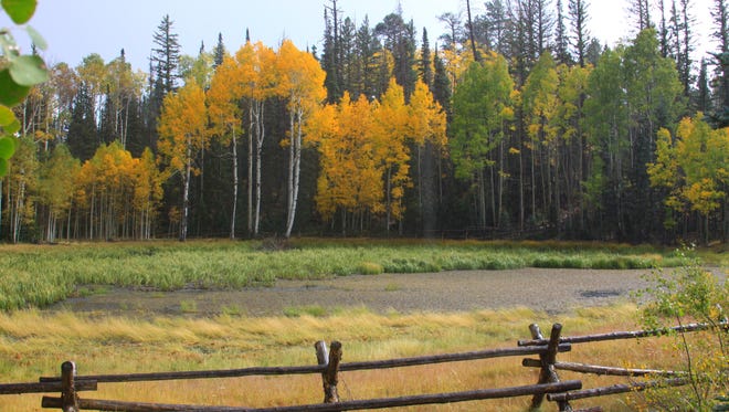 Fall color in the North Kaibab Ranger District, Pleasant Valley, in the Kaibab National Forest.