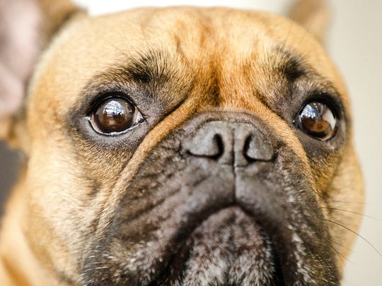 Dogs Developed Muscles To Make Puppy Dog Eyes At Humans