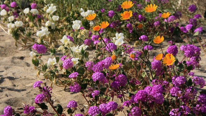 Take an excursion through the "secret" wildflower areas of Anza-Borrego Desert State Park.