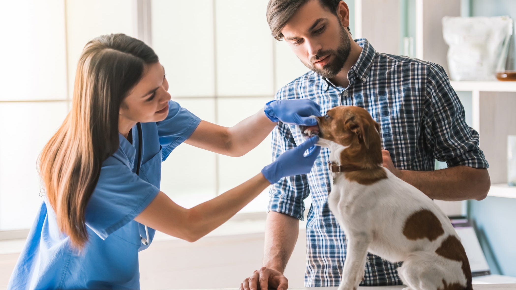 How often should you take your dog to the vet? Understanding pet checkups. How often should you take your dog to the vet? Understanding pet checkups.