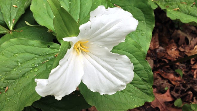A trillium blooms. Today's forecast calls for partly sunny skies.