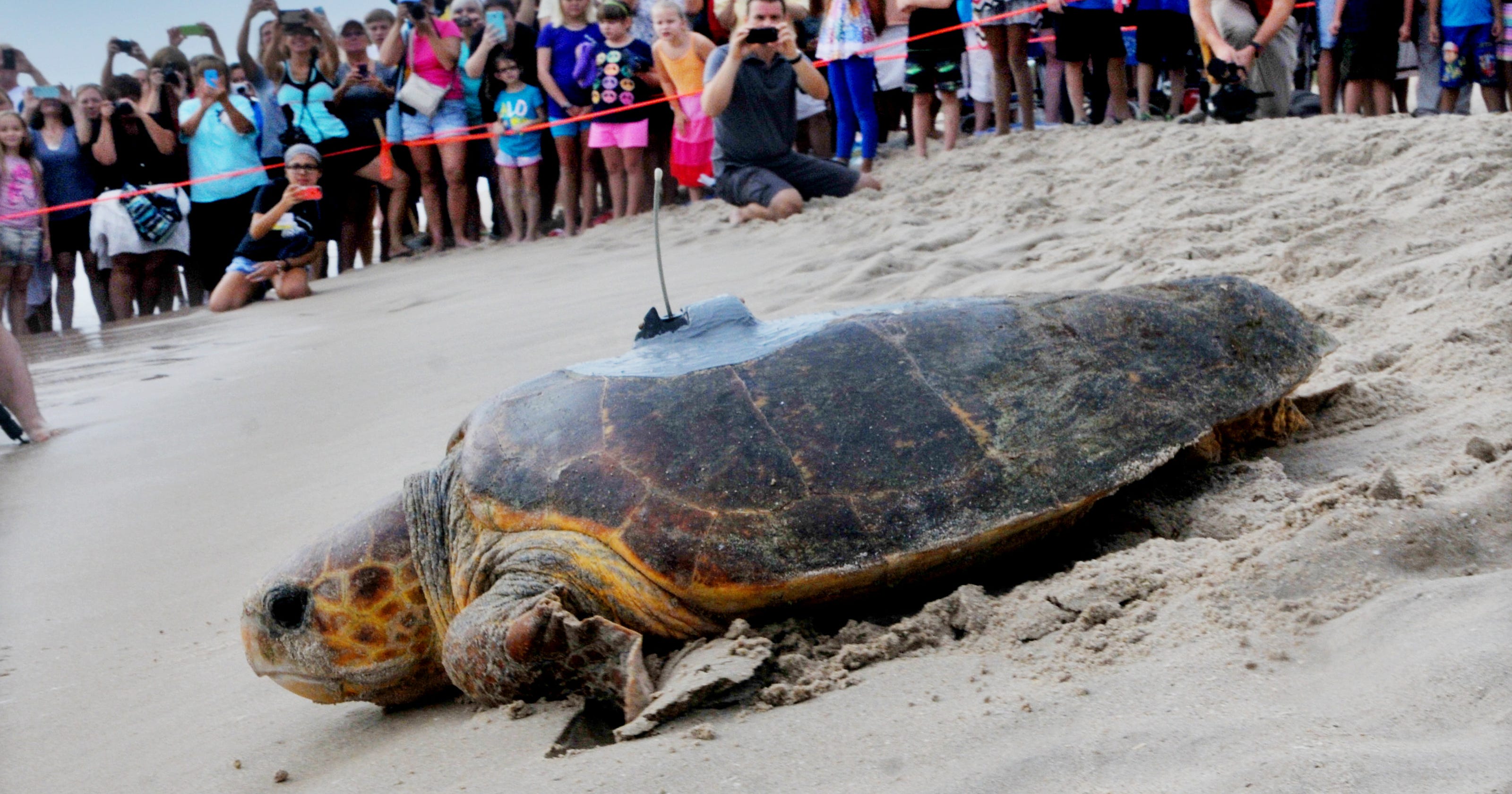 Slowly but surely, Tour de Turtles takes off