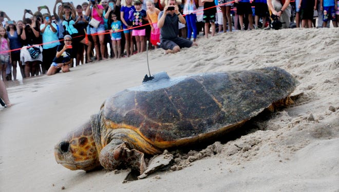 Slowly But Surely Tour De Turtles Takes Off Slowly But Surely Tour De Turtles Takes Off