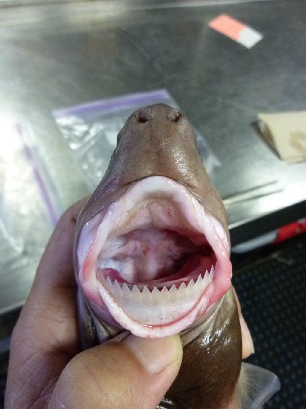 Uptick in cookiecutter shark bites, mouth like a plunger with a blade in it'