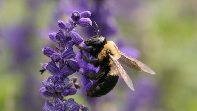 Carpenter bees help to pollinate plants and flowers.