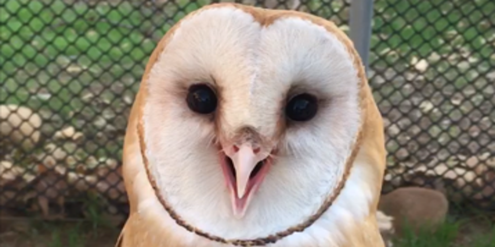 Watch Hurt In California Fire An Injured Owl Flies Home