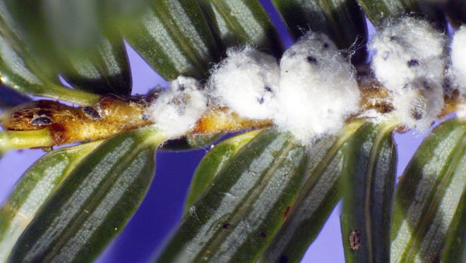 This Aug. 18, 2010 photo released by the U.S. Forest Service shows a close-up of hemlock woolly adelgid,  one of the invasive species that threatens Michigan forests, according to a report from the state's Department of Natural Resources.