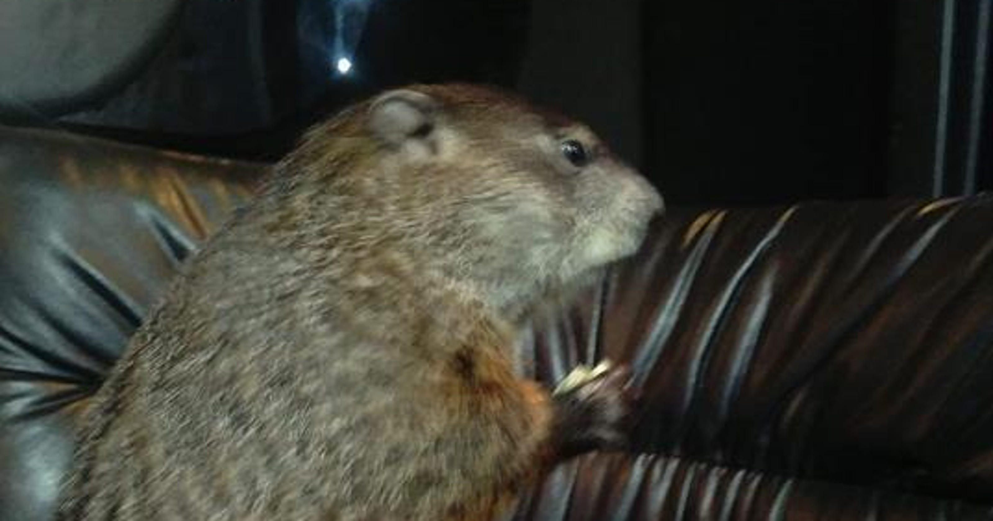 Michigan groundhog Woody predicts early spring