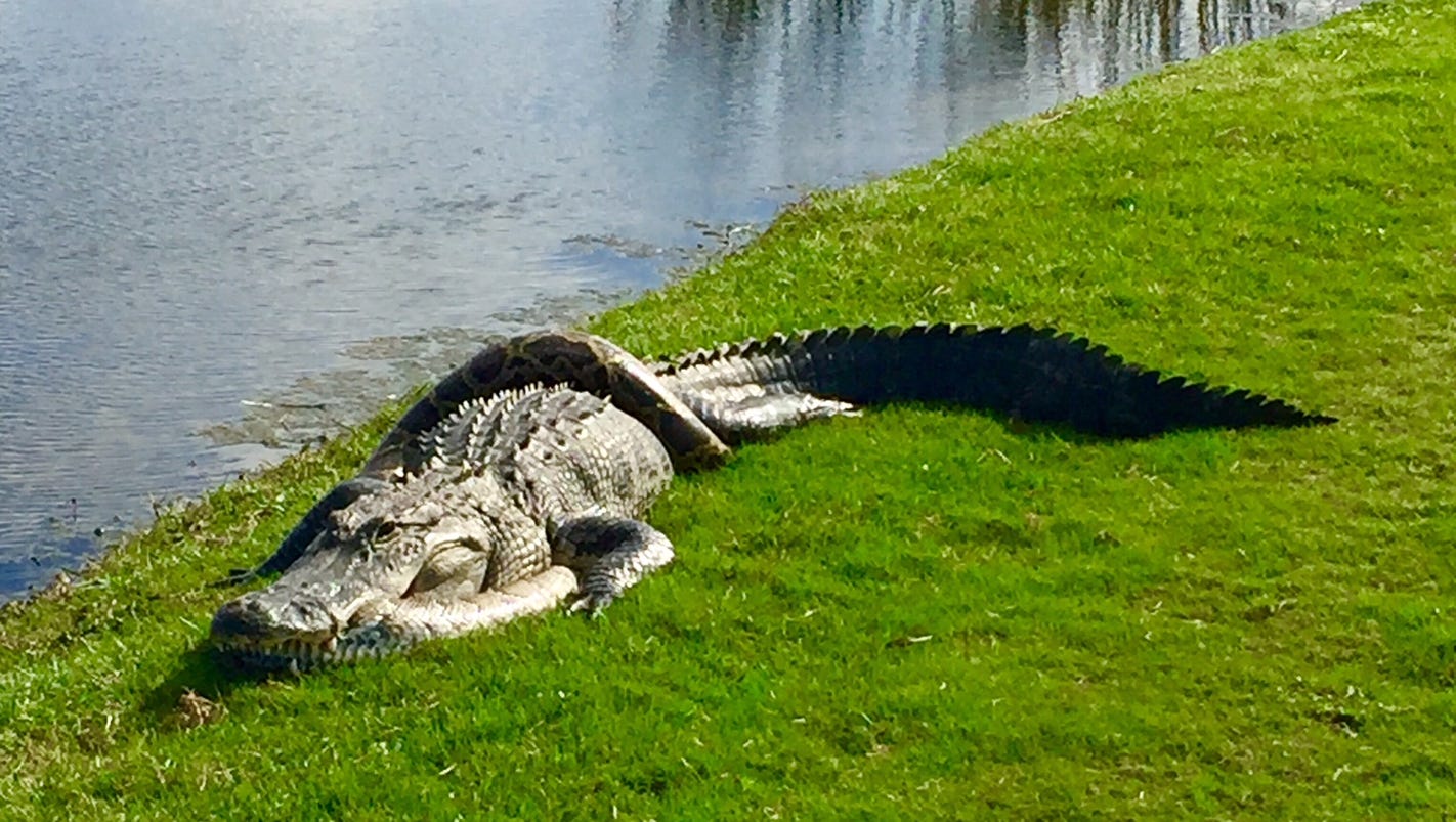 Alligator Python Wrestle On Fiddler S Creek Golf Course