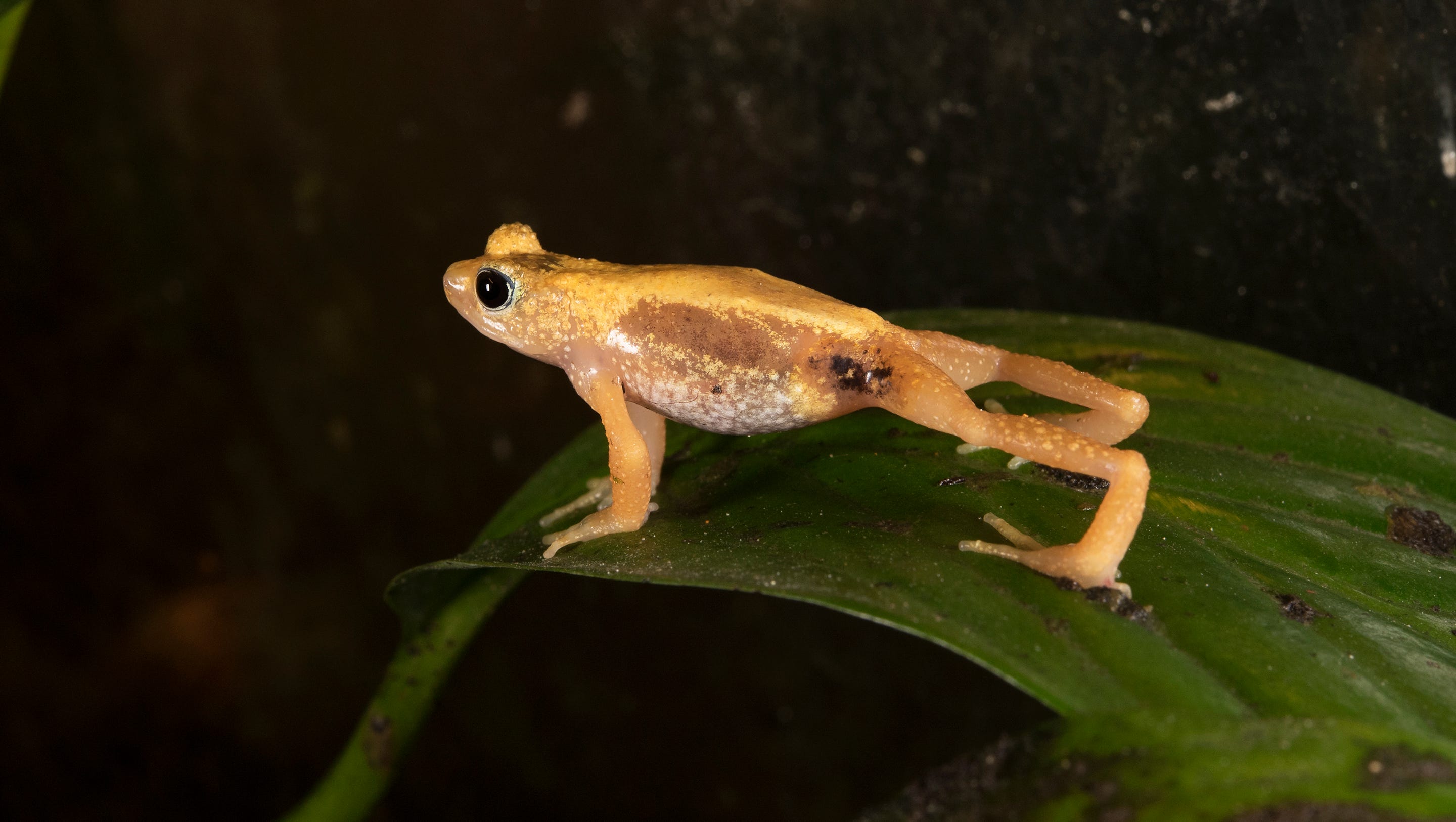 Extinct Species These Animals Were Lost Forever In 2018 But the gastric brooding frog has a unique trait: extinct species these animals were