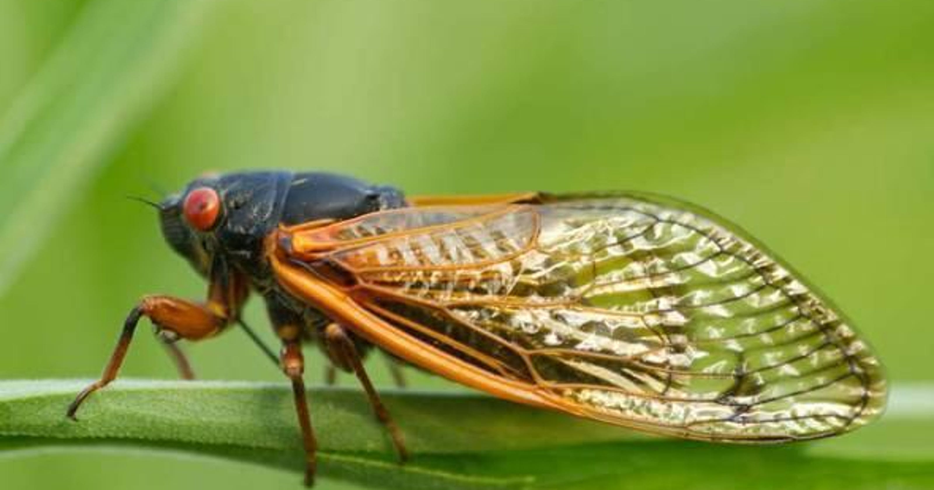 There are 2 types of cicadas. Which ones will Tennessee get this year?